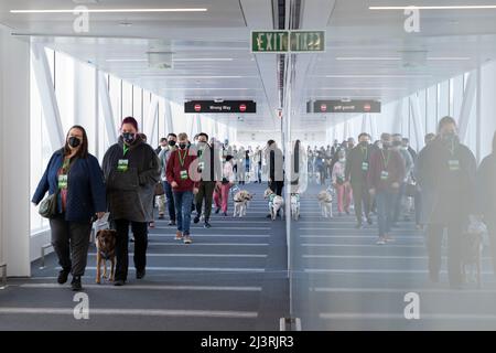 SeaTac, Washington, USA. 9.. April 2022. Freiwillige passieren ein Ankunftsgate während einer Passagierflussimulation an der International Arrivals Facility am Seattle-Tacoma International Airport. Die neue 450.000 Quadratmeter große Anlage des Hafens von Seattle wird voraussichtlich nächsten Monat nach Abschluss der endgültigen Betriebsbereitschaftstests eröffnet. Quelle: Paul Christian Gordon/Alamy Live News Stockfoto