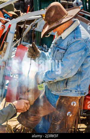 Junges Kalb im Squeeze Shoot; Frühjahrs-Branding-Veranstaltung auf der Hutchinson Ranch in der Nähe von Salida: Colorado; USA Stockfoto