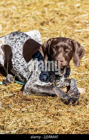 Deutscher kurzhaariger Zeigerhund; Frühlingsmarkierung auf der Hutchinson Ranch in der Nähe von Salida: Colorado; USA Stockfoto