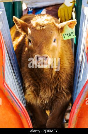 Junges Kalb im Squeeze Shoot; Frühjahrs-Branding-Veranstaltung auf der Hutchinson Ranch in der Nähe von Salida: Colorado; USA Stockfoto