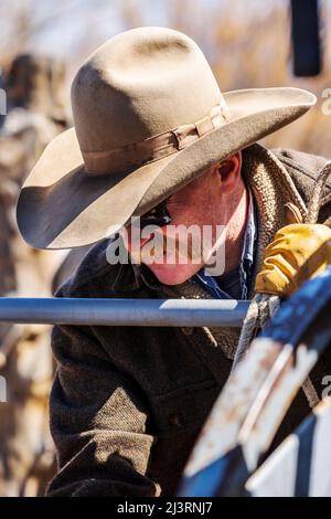 Cowboy, der bei einer Frühlingsmarkenveranstaltung auf der Hutchinson Ranch in der Nähe von Salida in Colorado, USA, arbeitet Stockfoto