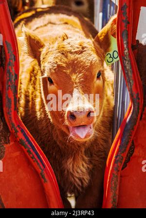 Junges Kalb im Squeeze Shoot; Frühjahrs-Branding-Veranstaltung auf der Hutchinson Ranch in der Nähe von Salida: Colorado; USA Stockfoto