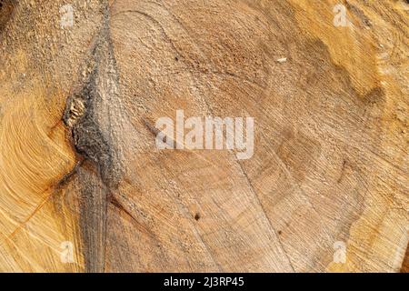 Stamm Holzquerschnitt Textur mit den Jahresringen und Kratzern der Kettensäge. Fällter Baum Nahaufnahme Hintergrundmuster von der Schnittfläche. Stockfoto