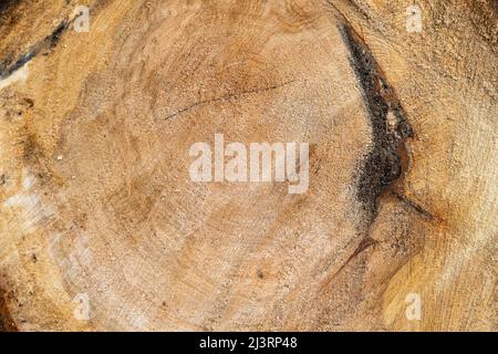 Stamm Holzquerschnitt Textur mit den Jahresringen und Kratzern der Kettensäge. Fällter Baum Nahaufnahme Hintergrundmuster von der Schnittfläche. Stockfoto