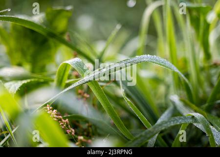 Nahaufnahme eines grünen Grashalses mit Kondenswasser auf der Oberfläche. Wassertröpfchen auf einer Pflanze in der Natur. Idyllische Szene am Morgen. Stockfoto