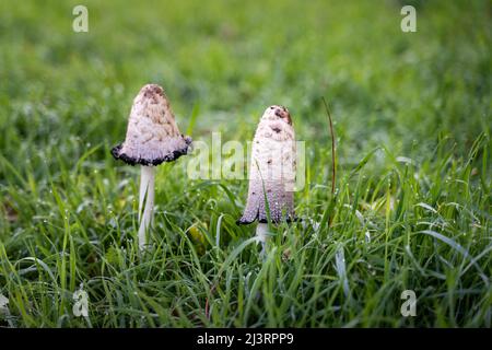 Nahaufnahme eines weißen Coprinus Comatus Pilzes auf einer grünen Wiese. Wassertröpfchen auf einer Pflanze in der Natur. Idyllische Szene am Morgen. Frisches Wasser. Stockfoto