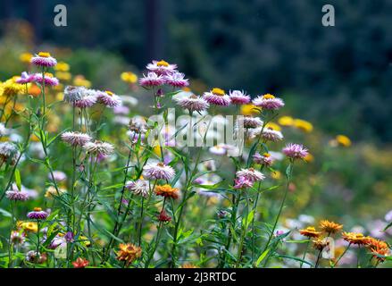 An einem sonnigen Sommermorgen blühen auf einem Hügel die Blumenfelder von Yerchrysum bracteatum hell. Stockfoto