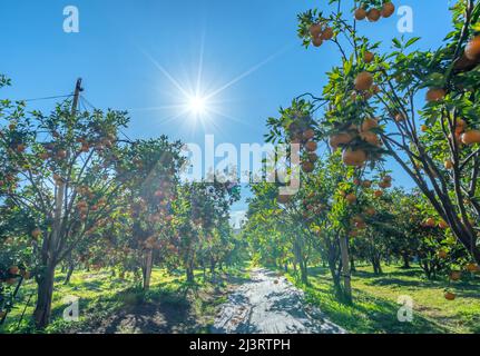 Garten mit reifen Mandarinenorangen, die an einem sonnigen Morgen im Hochland von Da Lat, Vietnam, geerntet werden. Obst gibt viele Nährstoffe zur Verfügung zu stellen Stockfoto