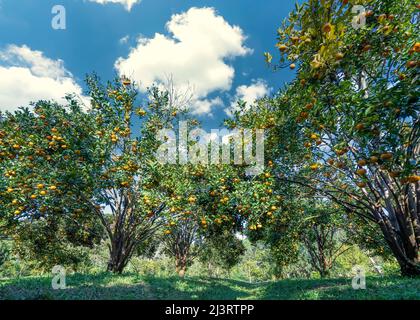 Garten mit reifen Mandarinenorangen, die an einem sonnigen Morgen im Hochland von Da Lat, Vietnam, geerntet werden. Obst gibt viele Nährstoffe zur Verfügung zu stellen Stockfoto