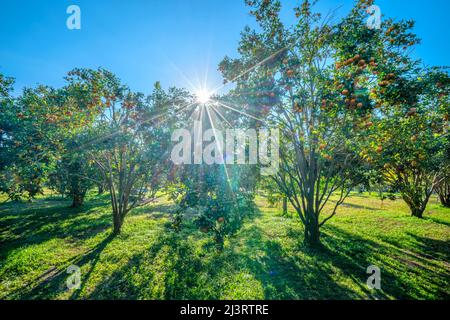 Garten mit reifen Mandarinenorangen, die an einem sonnigen Morgen im Hochland von Da Lat, Vietnam, geerntet werden. Obst gibt viele Nährstoffe zur Verfügung zu stellen Stockfoto