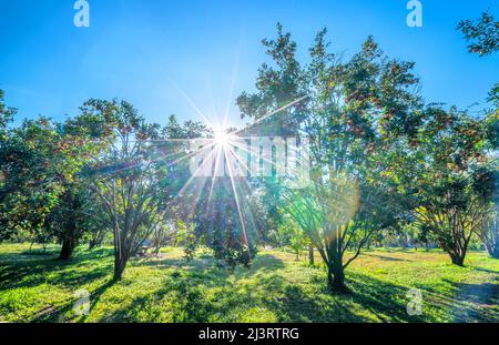 Garten mit reifen Mandarinenorangen, die an einem sonnigen Morgen im Hochland von Da Lat, Vietnam, geerntet werden. Obst gibt viele Nährstoffe zur Verfügung zu stellen Stockfoto