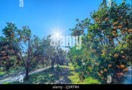 Garten mit reifen Mandarinenorangen, die an einem sonnigen Morgen im Hochland von Da Lat, Vietnam, geerntet werden. Obst gibt viele Nährstoffe zur Verfügung zu stellen Stockfoto