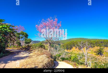 Kirschaprikosenbäume blühen am Frühlingsmorgen am Hang des Da Lat-Plateaus in Vietnam brillant Stockfoto