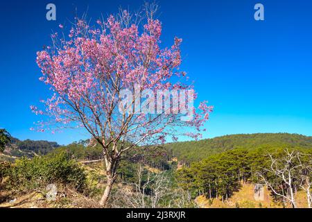 Kirschaprikosenbäume blühen am Frühlingsmorgen am Hang des Da Lat-Plateaus in Vietnam brillant Stockfoto