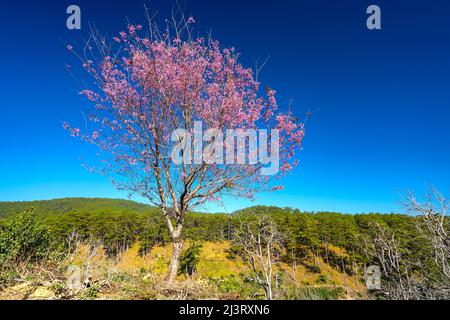 Kirschaprikosenbäume blühen am Frühlingsmorgen am Hang des Da Lat-Plateaus in Vietnam brillant Stockfoto