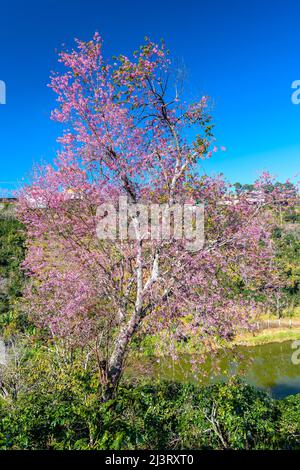 Kirschaprikosenbäume blühen am Frühlingsmorgen am Hang des Da Lat-Plateaus in Vietnam brillant Stockfoto