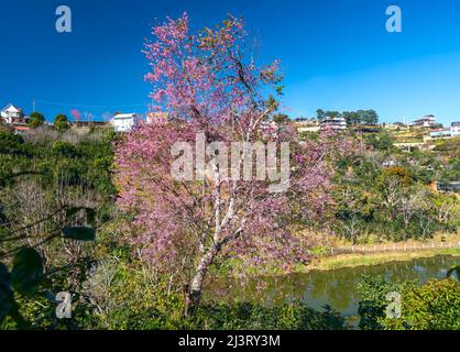 Kirschaprikosenbäume blühen am Frühlingsmorgen am Hang des Da Lat-Plateaus in Vietnam brillant Stockfoto