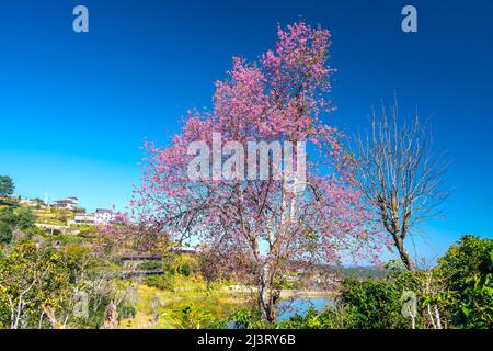 Kirschaprikosenbäume blühen am Frühlingsmorgen am Hang des Da Lat-Plateaus in Vietnam brillant Stockfoto