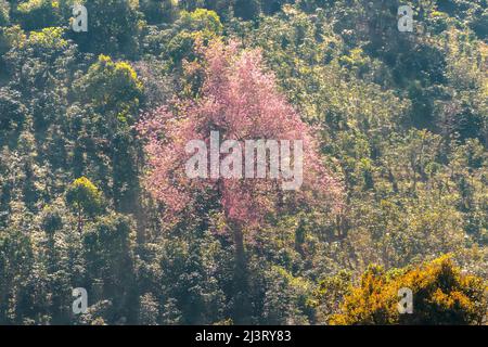 Kirschaprikosenbäume blühen am Frühlingsmorgen am Hang des Da Lat-Plateaus in Vietnam brillant Stockfoto