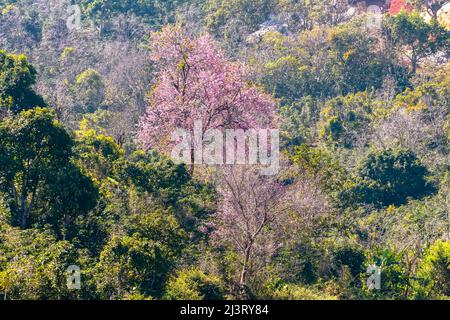 Kirschaprikosenbäume blühen am Frühlingsmorgen am Hang des Da Lat-Plateaus in Vietnam brillant Stockfoto