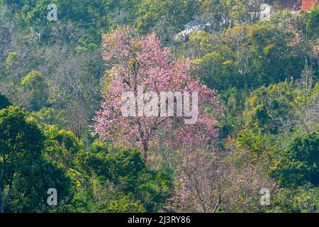 Kirschaprikosenbäume blühen am Frühlingsmorgen am Hang des Da Lat-Plateaus in Vietnam brillant Stockfoto