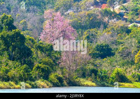 Kirschaprikosenbäume blühen am Frühlingsmorgen am Hang des Da Lat-Plateaus in Vietnam brillant Stockfoto