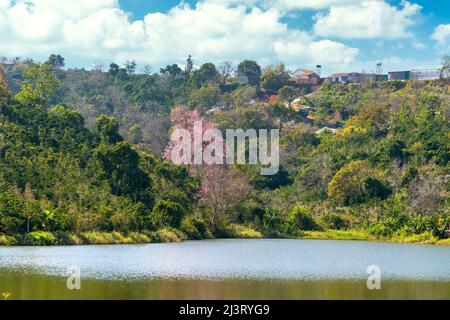 Kirschaprikosenbäume blühen am Frühlingsmorgen am Hang des Da Lat-Plateaus in Vietnam brillant Stockfoto