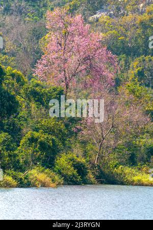 Kirschaprikosenbäume blühen am Frühlingsmorgen am Hang des Da Lat-Plateaus in Vietnam brillant Stockfoto