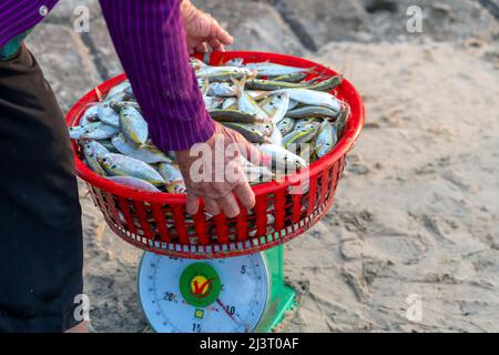 Frisch gefangener gelber gestreifter SCAD-Fisch zum Verkauf auf einem frischen Fischmarkt in einem zentralen Küstenfischerdorf in Vietnam Stockfoto