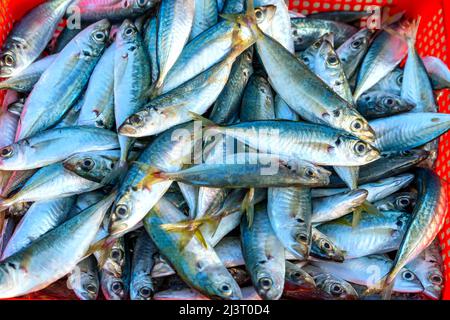 Frisch gefangener Makrelenfisch zum Verkauf auf einem Markt für frische Meeresfrüchte in einem zentralen Küstenfischerdorf in Vietnam Stockfoto