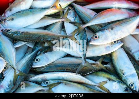 Frisch gefangener Makrelenfisch zum Verkauf auf einem Markt für frische Meeresfrüchte in einem zentralen Küstenfischerdorf in Vietnam Stockfoto