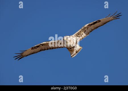 Ein rauhbeiniger Hawk gleitet auf den Wyoming Thermal. Stockfoto