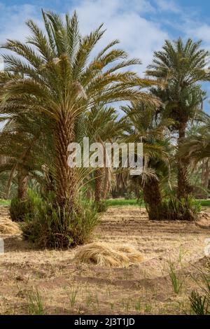 Zagora, Marokko.  Kleine Felder unter Dattelpalmen. Stockfoto