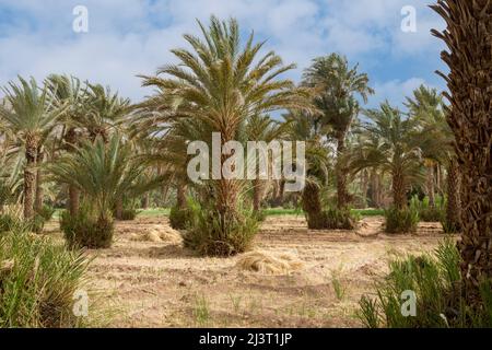 Zagora, Marokko.  Kleine Felder unter Dattelpalmen. Stockfoto