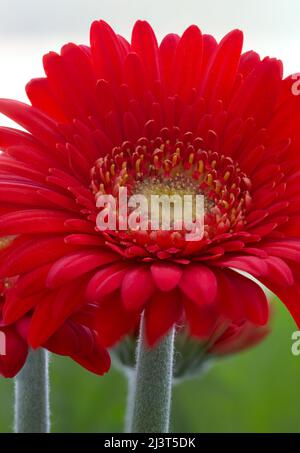 Rote Gerbera [ Familie der Asteraceae (Compositae)] blüht aus nächster Nähe Stockfoto