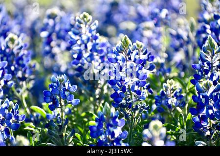 Bluebonnet Feld bei Sonnenuntergang Stockfoto