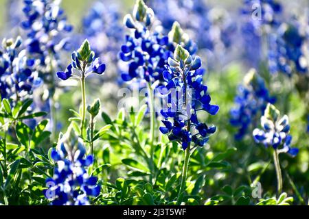 Bluebonnet Feld bei Sonnenuntergang Stockfoto