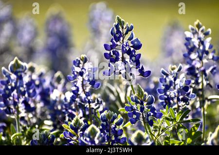 Bluebonnet Feld bei Sonnenuntergang Stockfoto