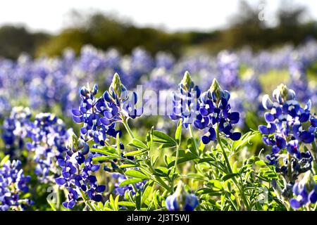 Bluebonnet Feld bei Sonnenuntergang Stockfoto