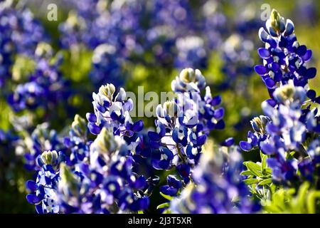 Bluebonnet Feld bei Sonnenuntergang Stockfoto