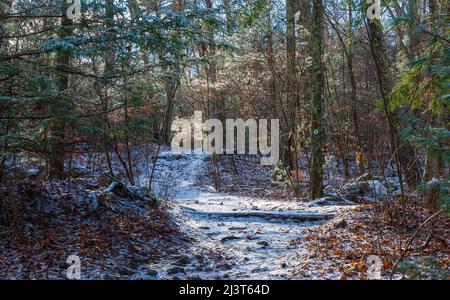 Wandern Sie im Winter durch einen Mischwald mit einem frischen Schnee. Rocky Narrows, Sherborn, Massachusetts Stockfoto