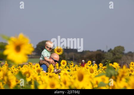 Vater und Sohn auf einer Sonnenblumenfarm. Vater trägt Sohn auf seinen Schultern Stockfoto
