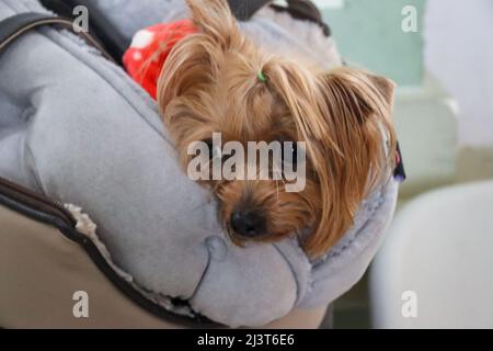 Przemysl, Polen. 8. April 2022. Ein Flüchtling Hund an einem sehr kalten und regnerischen Tag, wärmer im Inneren am PRZEMYSL Bahnhof. Ukrainische Flüchtlinge kommen hier an, einer der Einstiegspunkte nach Polen. (Bild: © Amy Katz/ZUMA Press Wire) Stockfoto