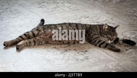 Die Katze ist ausgestreckt und schläft auf dem Boden. Stockfoto