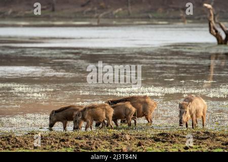 Indische Wildschweine oder Andamanes oder Moupin Schwein oder Wildschweine Familie oder Gruppe in der Nähe von Gewässern oder See für Durst bei Wildlife Forest Safari in indien zu löschen Stockfoto