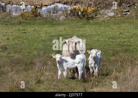 Goleen, Cork, Irland. 09.. April 2022. Zwei Kälber mit ihrer Mutter auf einer Weide in der Nähe von Goleen, Co. Cork, Irland. - Bild David Creedon Stockfoto