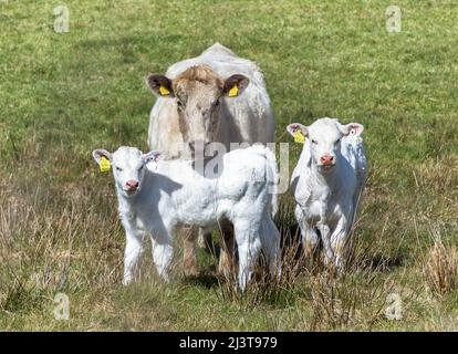 Goleen, Cork, Irland. 09.. April 2022. Zwei Kälber mit ihrer Mutter auf einer Weide in der Nähe von Goleen, Co. Cork, Irland. - Bild David Creedon Stockfoto