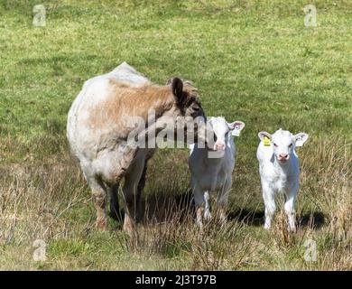 Goleen, Cork, Irland. 09.. April 2022. Zwei Kälber mit ihrer Mutter auf einer Weide in der Nähe von Goleen, Co. Cork, Irland. - Bild David Creedon Stockfoto