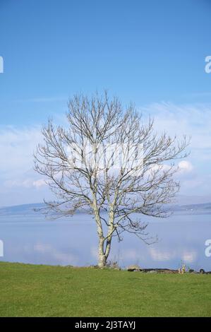 Einzelne einsame Birke im öffentlichen Park an der Küste Stockfoto