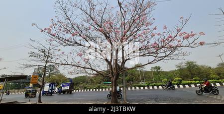 Mumbai, Indien, April 08 2022: Rosa Tabebuia rosea Baum mit Blumen auf der Eastern Express Autobahn in Vikhroli Gegend gegenüber dem Godrej Industrial Camp Stockfoto